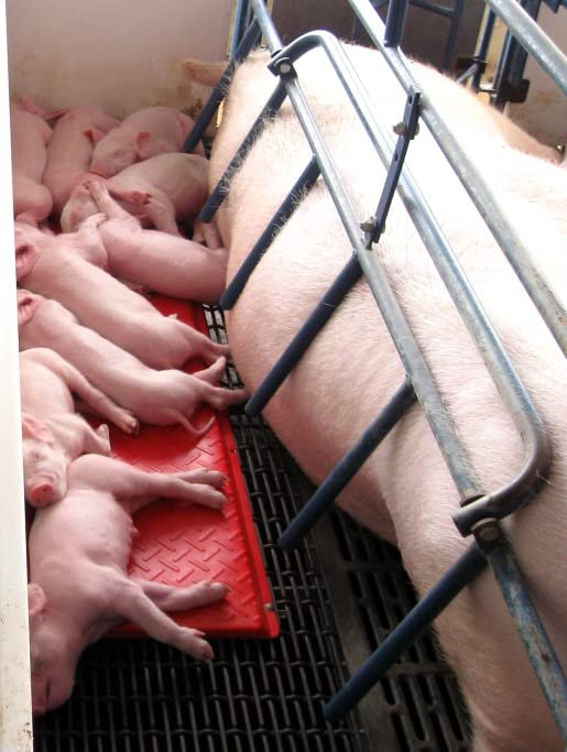 KANE Baby Pig Heat Mat