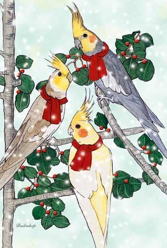 Pipsqueak Cockatiel Christmas Cards : 10 Holiday Cards with Red Envelopes - ADORABLE!