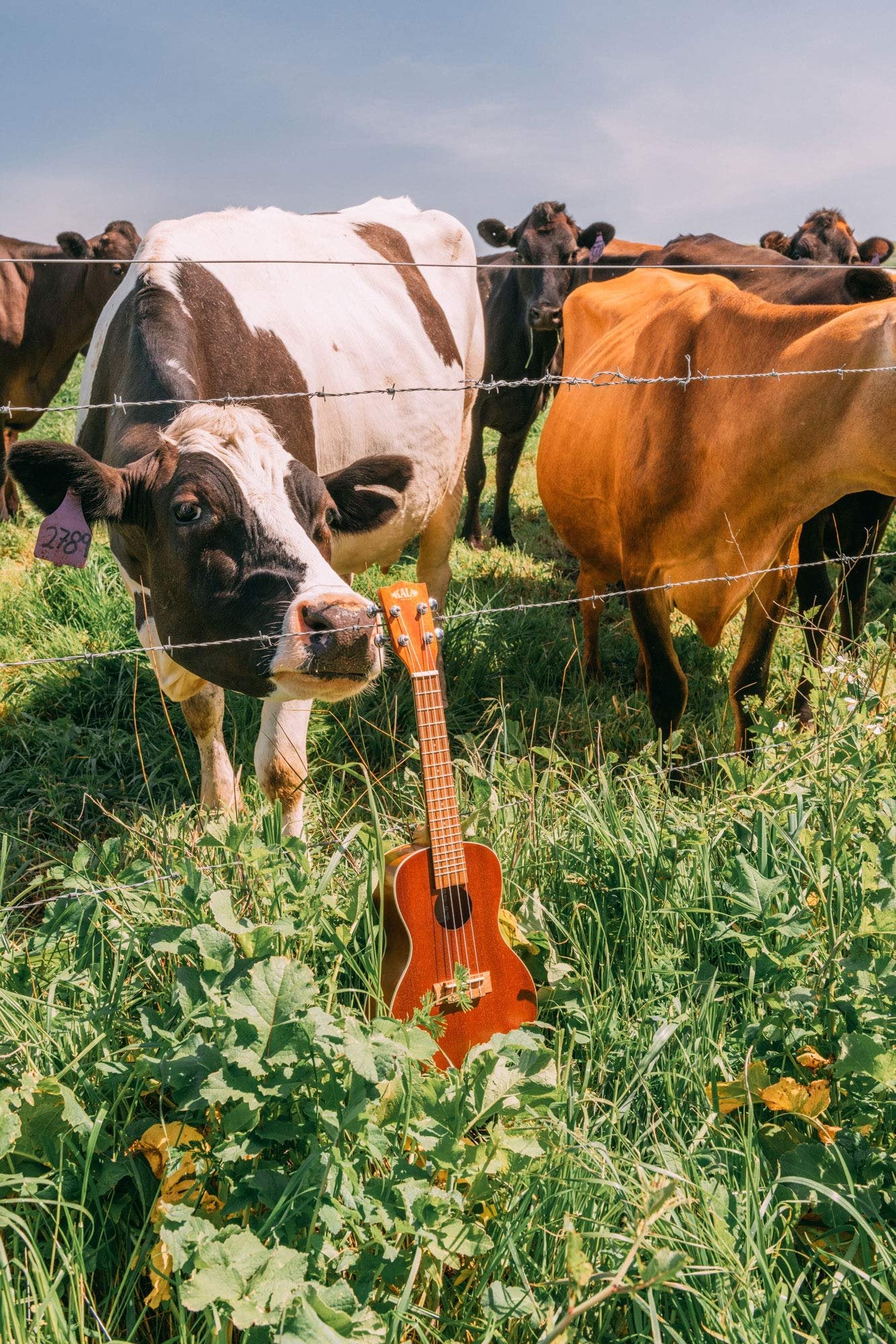 Kala KA ukulele