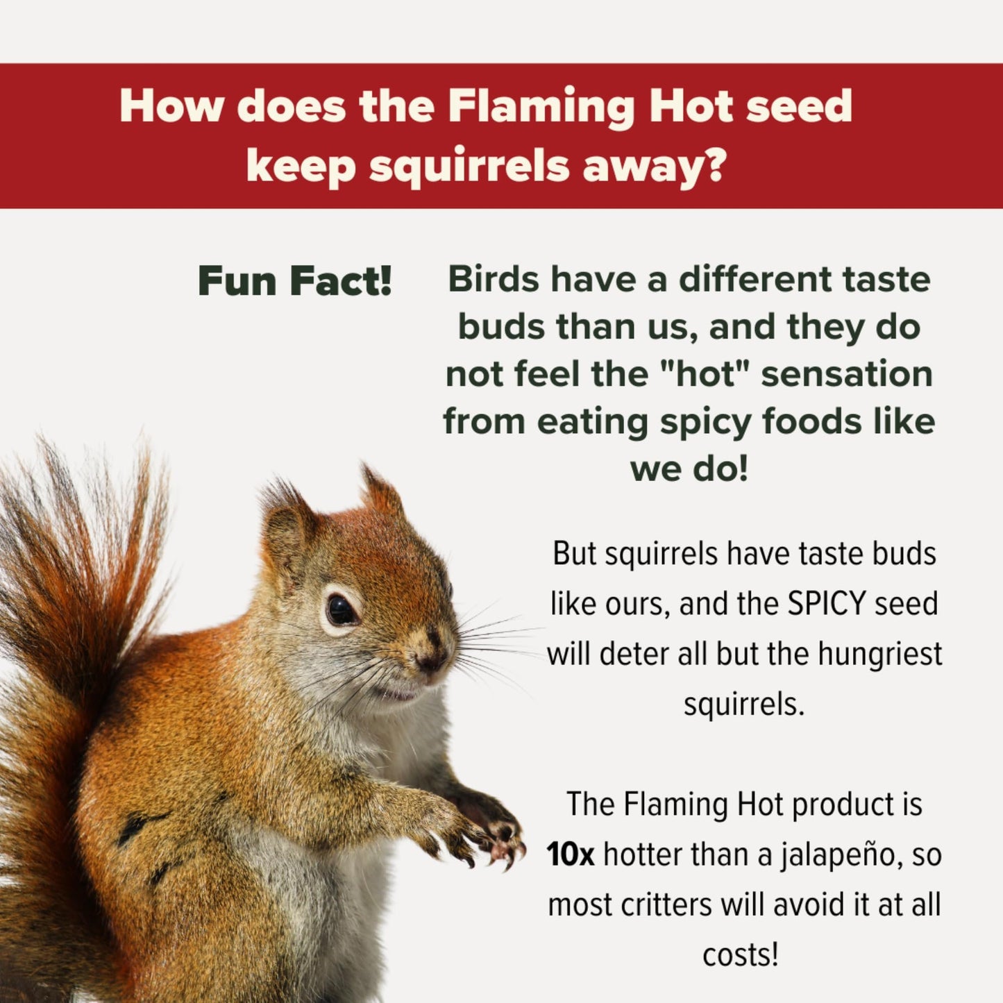 Mr. Bird Flaming Hot Feast Small Loose Seed Bag 2 lbs.