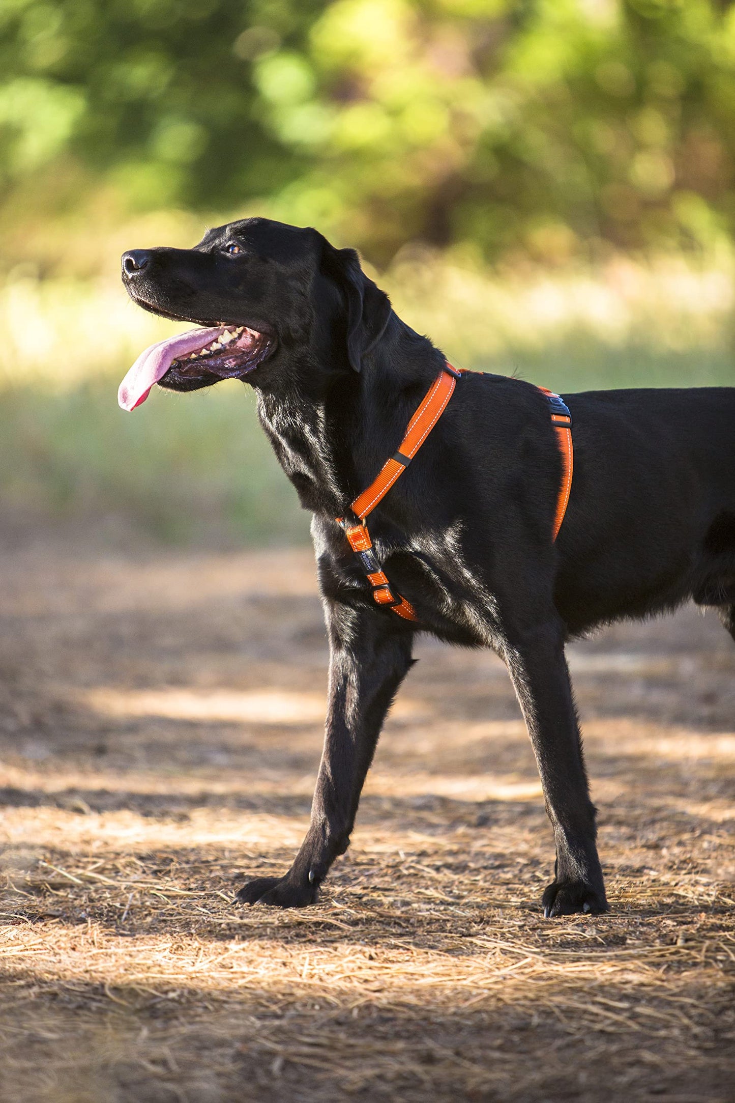 Rogz Utility Large 3/4-Inch Reflective Fanbelt Adjustable Dog H-Harness