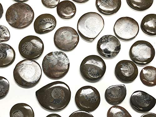 Zentron Crystal Collection Ammonite Button Fossil 1.5" with Velvet Bag