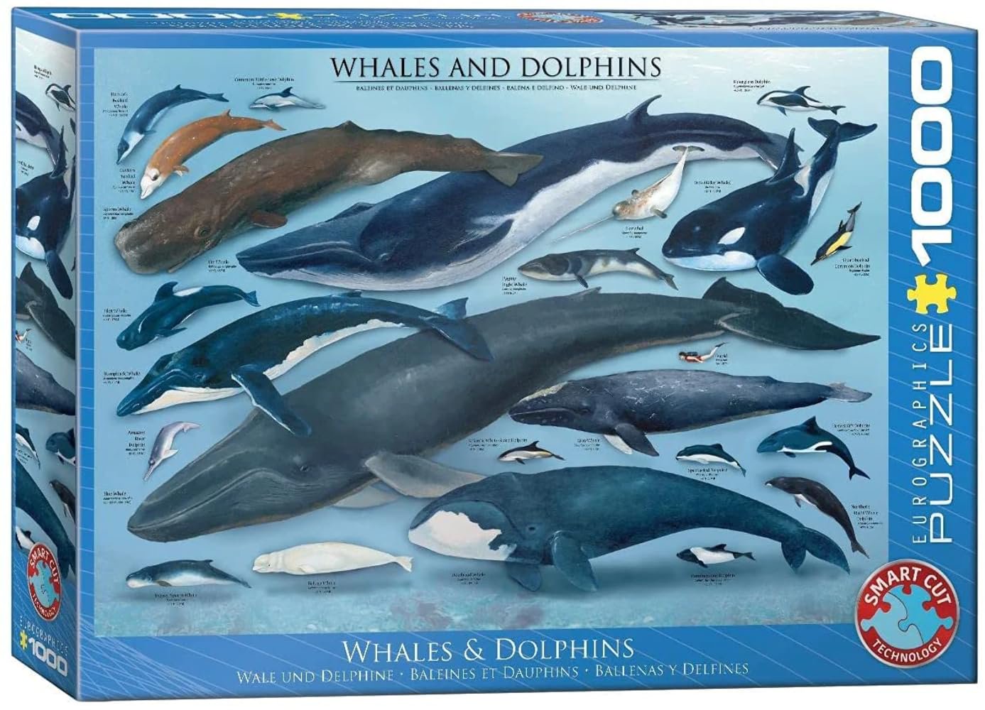 EuroGraphics Whales and Dolphins Puzzle (100-Piece), Blue, White, 1000