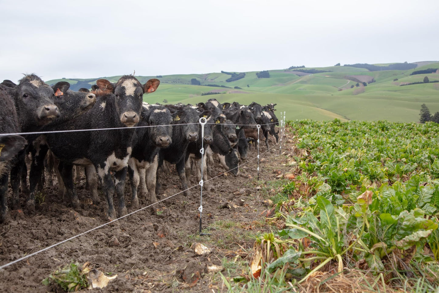 Gallagher Heavy Duty Multi-Wire Ring Top Electric Fence Posts | Set of 50 Durable Steel Step in Posts for Livestock Containment, Deer Fencing, Wildlife Control