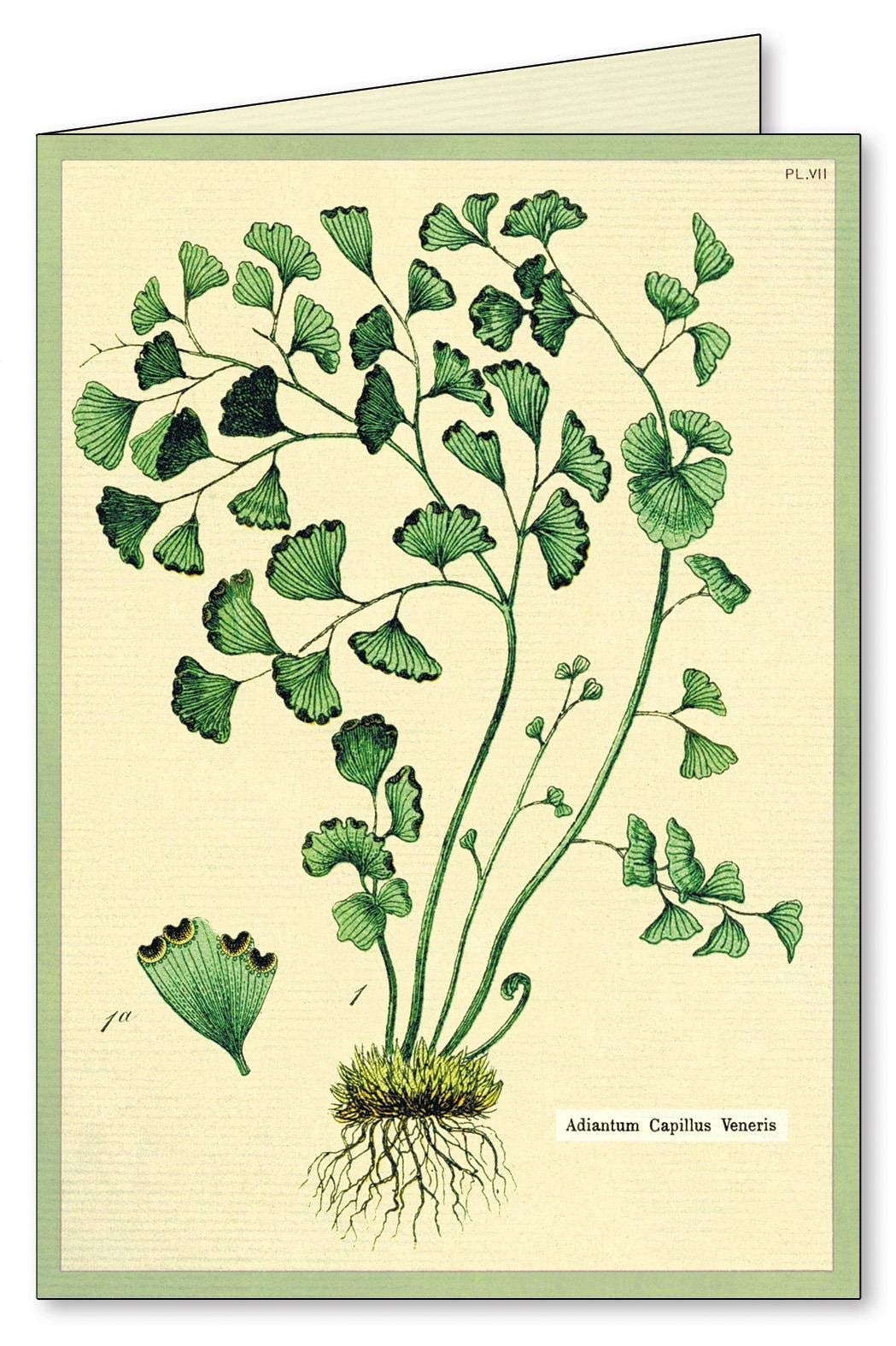 Ferns Boxed Note Cards