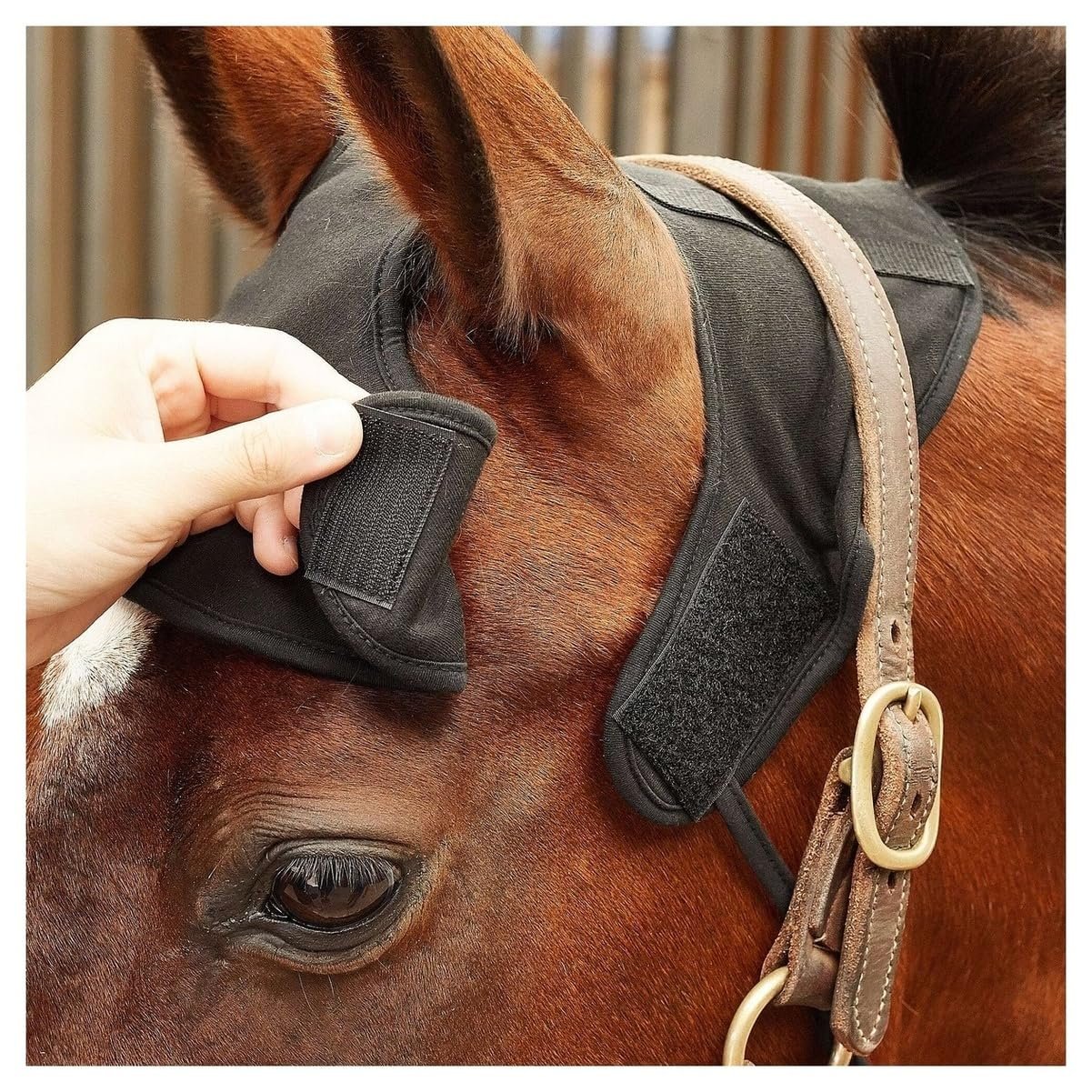Back on Track Halter