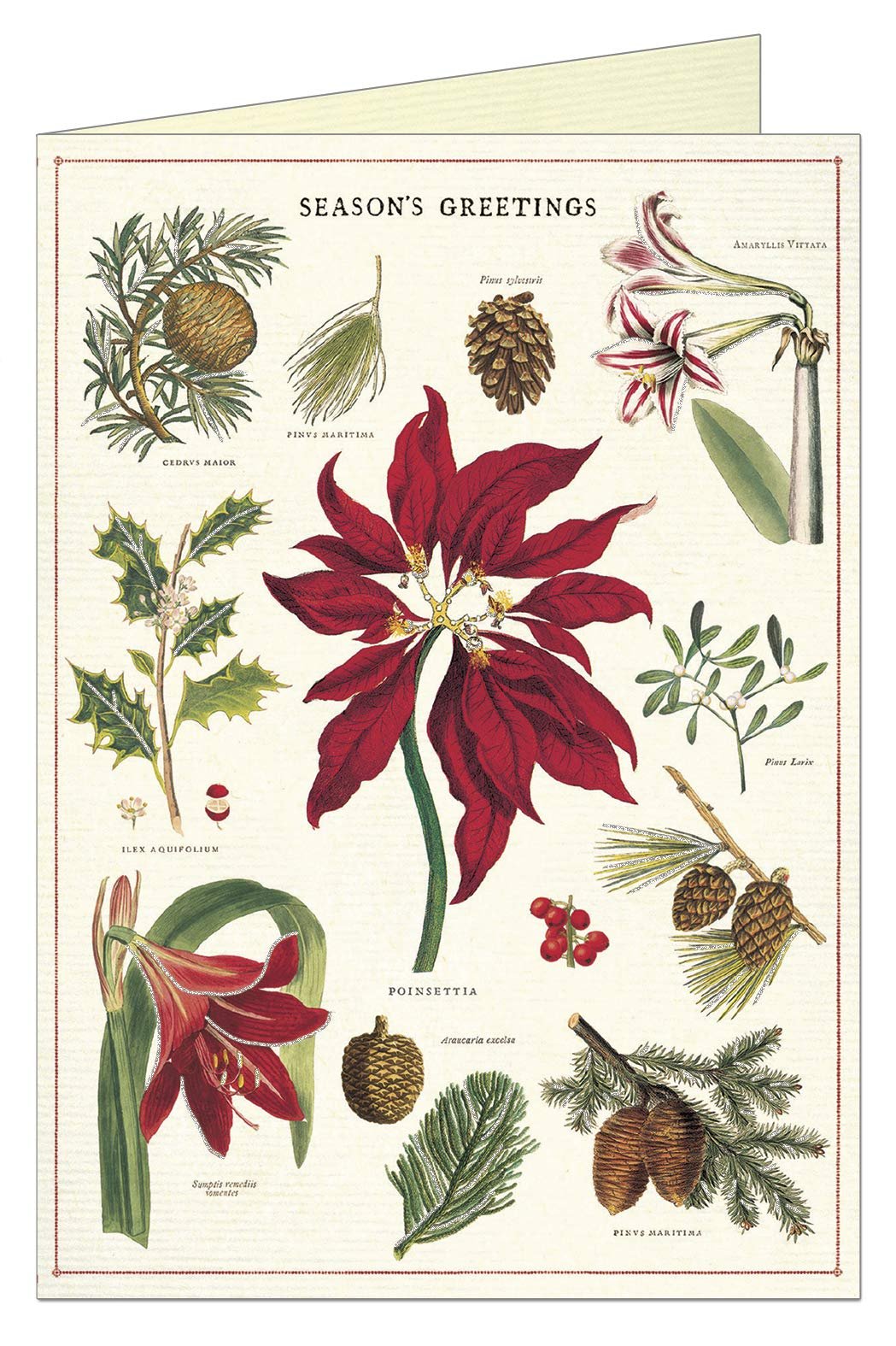 Cavallini Papers Christmas Botanica Boxed Notes, Multicolor