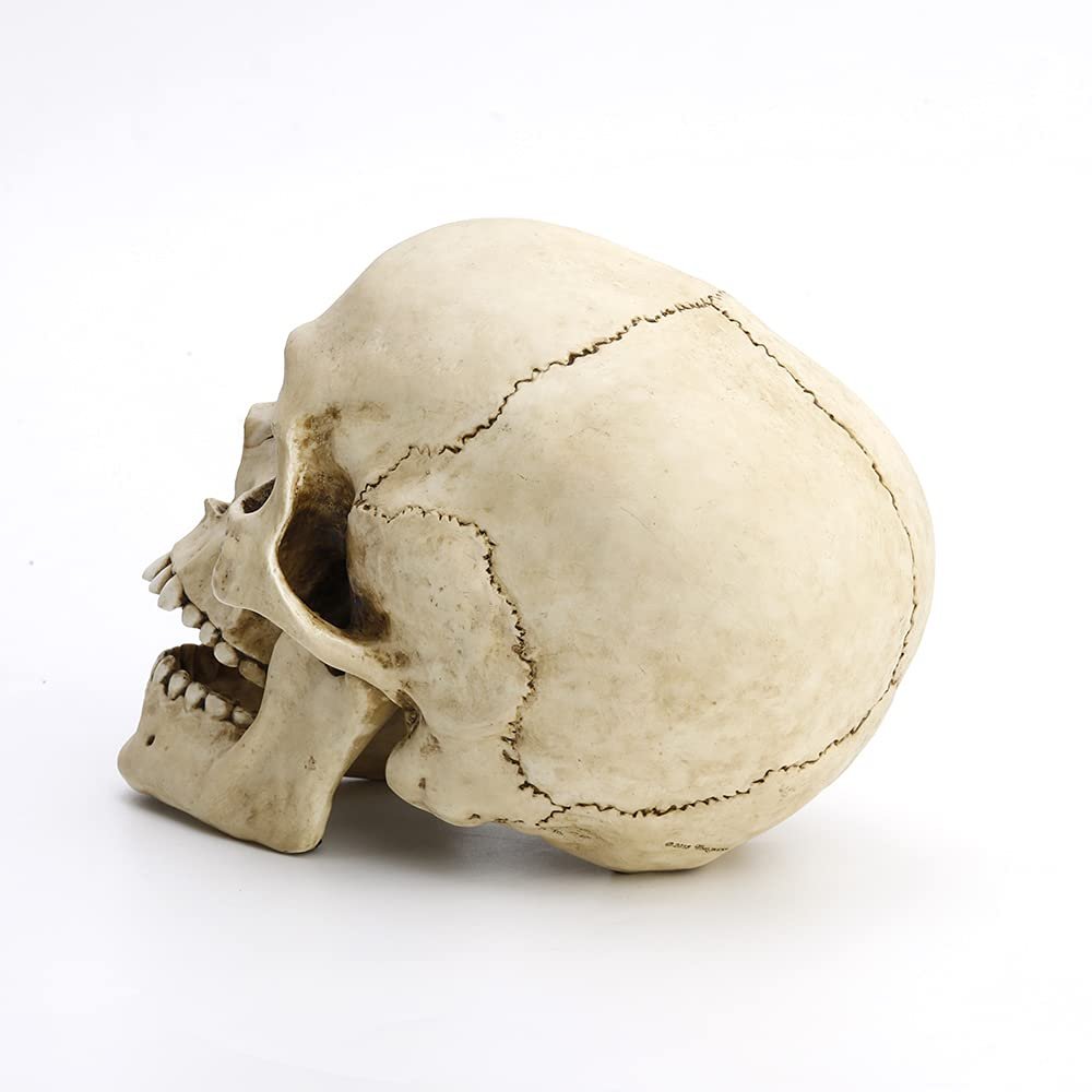 Veronese Design 6 1/4" Tall Human Skull with Motion Jaw Realistic Resin Sculpture