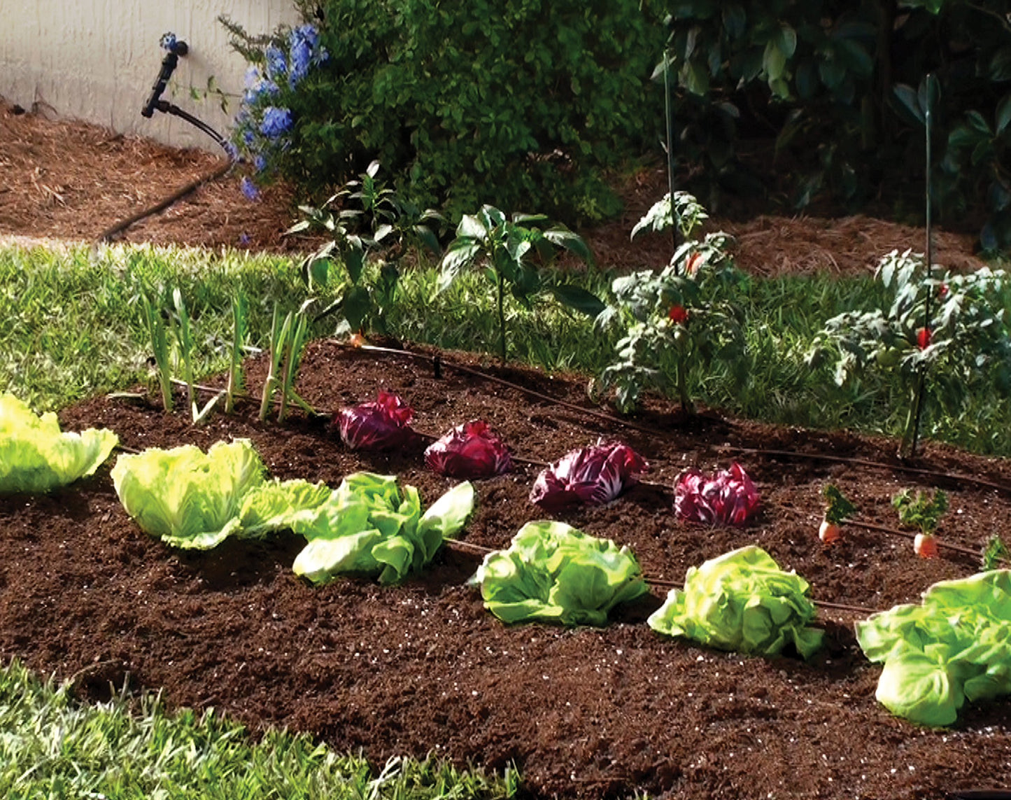 Mister Landscaper Vegetable Garden Drip Kit
