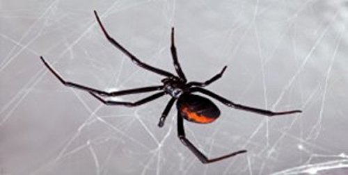 Black Widow Spider in Web Photo License Plate