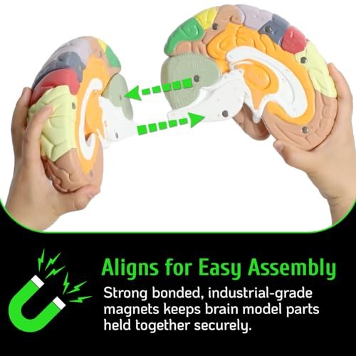 Geekidoc Human Brain Model with Laser-Engraved Numbers and Labeling | Includes Sturdy Metal Stand, Lightweight Carrying Case and Magnetic Dissections | 2x Life-size Human Brain Anatomy Model