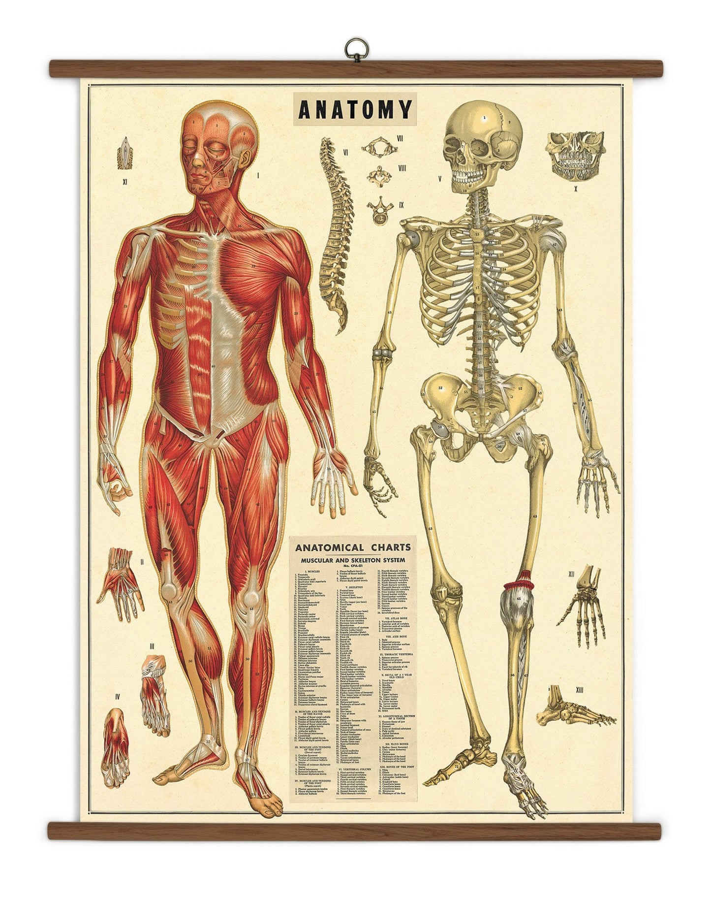 Cavallini Papers Anatomy Vintage School Chart
