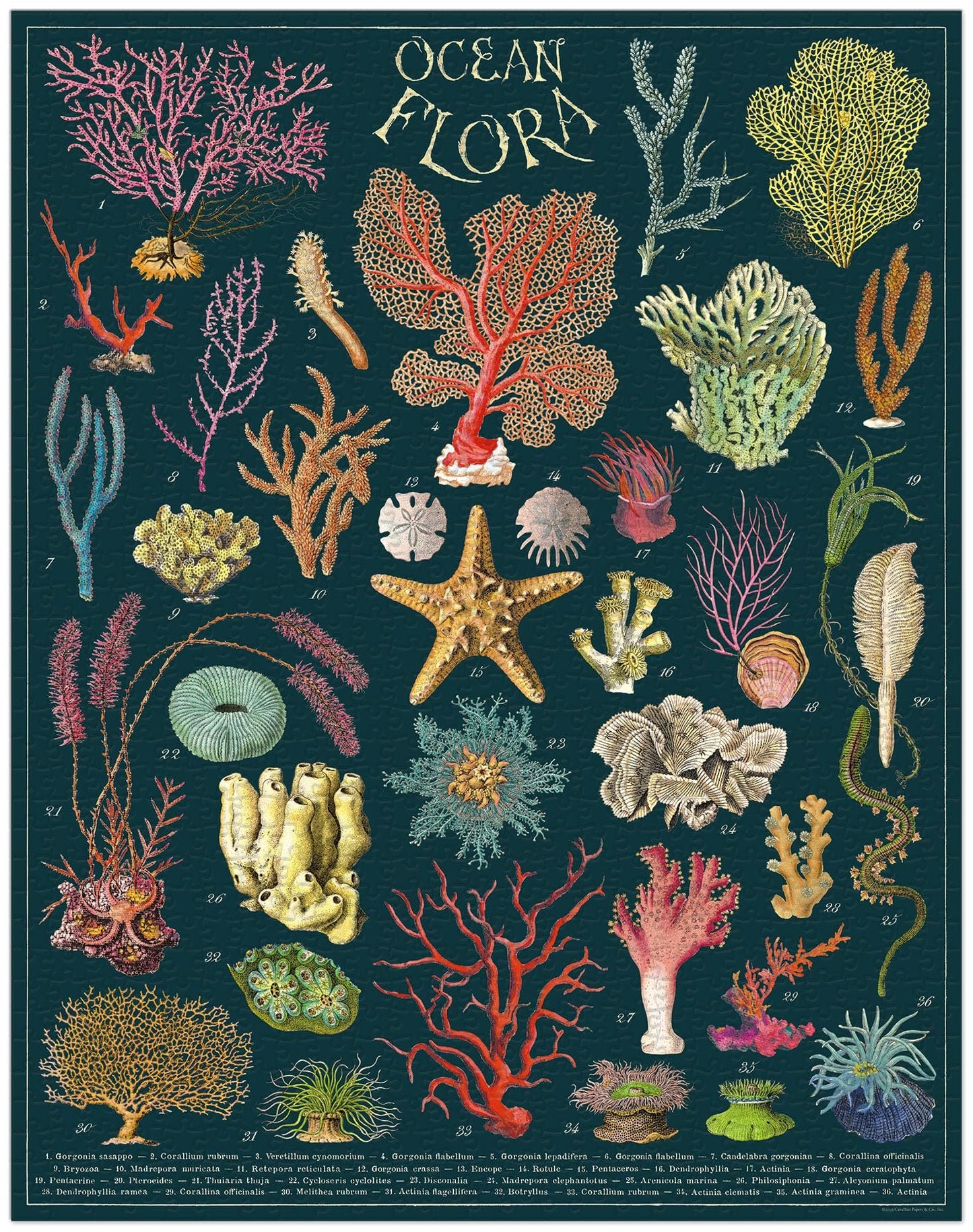 Cavallini 1000 Piece Puzzle, Ocean Flora (PZL/OCNFLR)