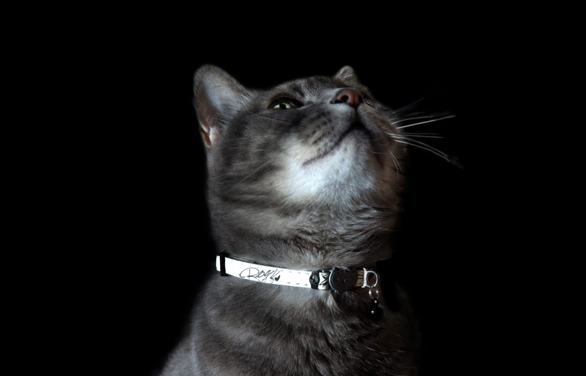 Rogz Catz GlowCat Collar, Black Cat