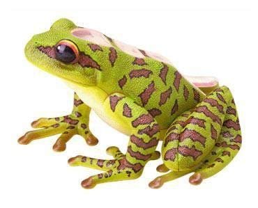 TEDCO 4D Vision Frog Anatomy Model