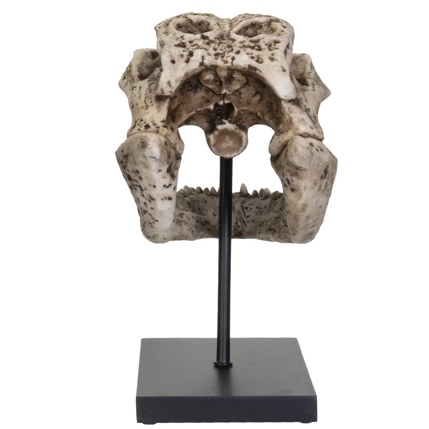 Pacific Giftware Replica Animals Alligator Skeleton Skull Fossli Resin Figurine