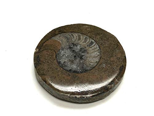 Zentron Crystal Collection Ammonite Button Fossil 1.5" with Velvet Bag