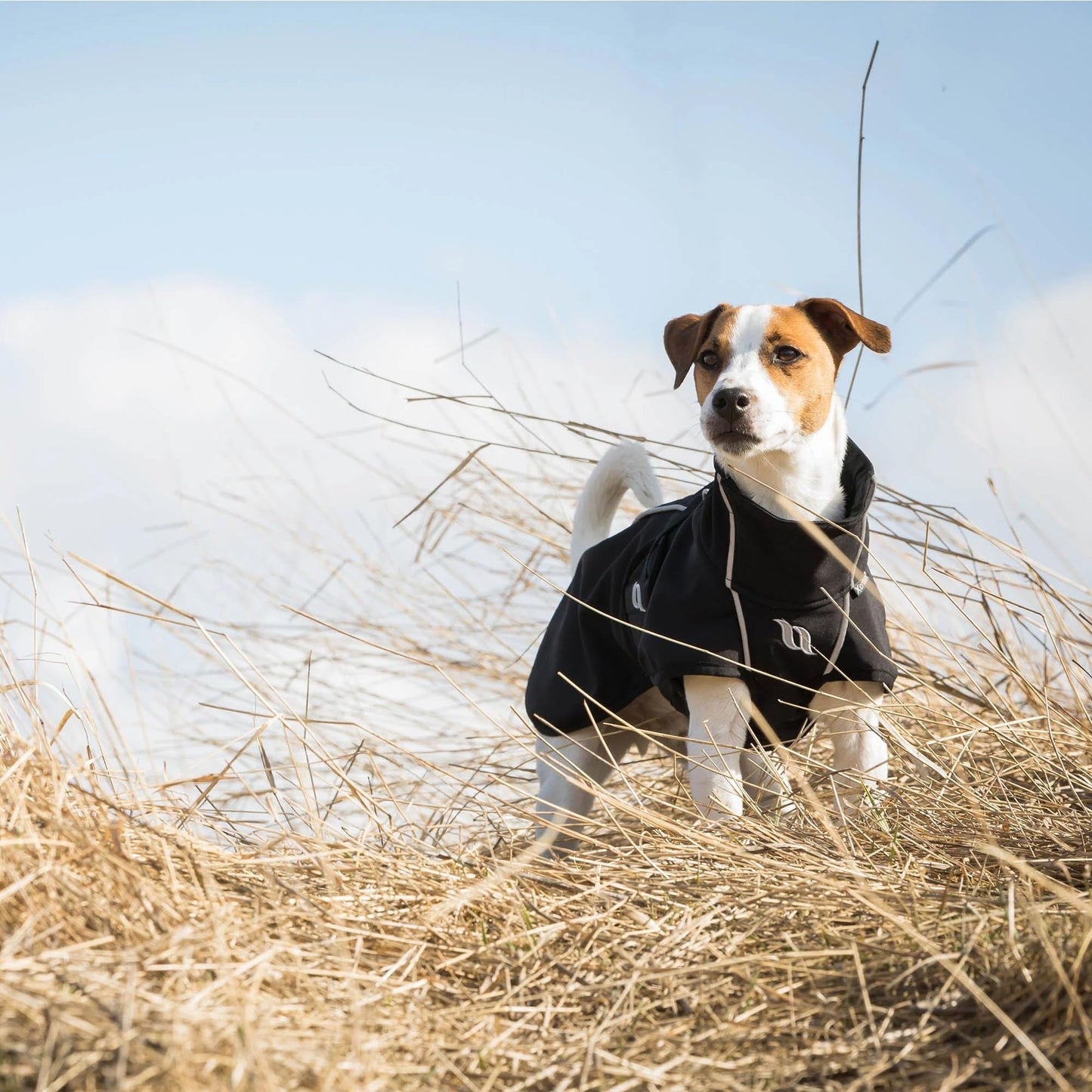 Back on Track Bark Therapeutic High Tail Set Dog Coat with Reflective Details for Safety - Ultimate Comfort & Protection for Active Dogs