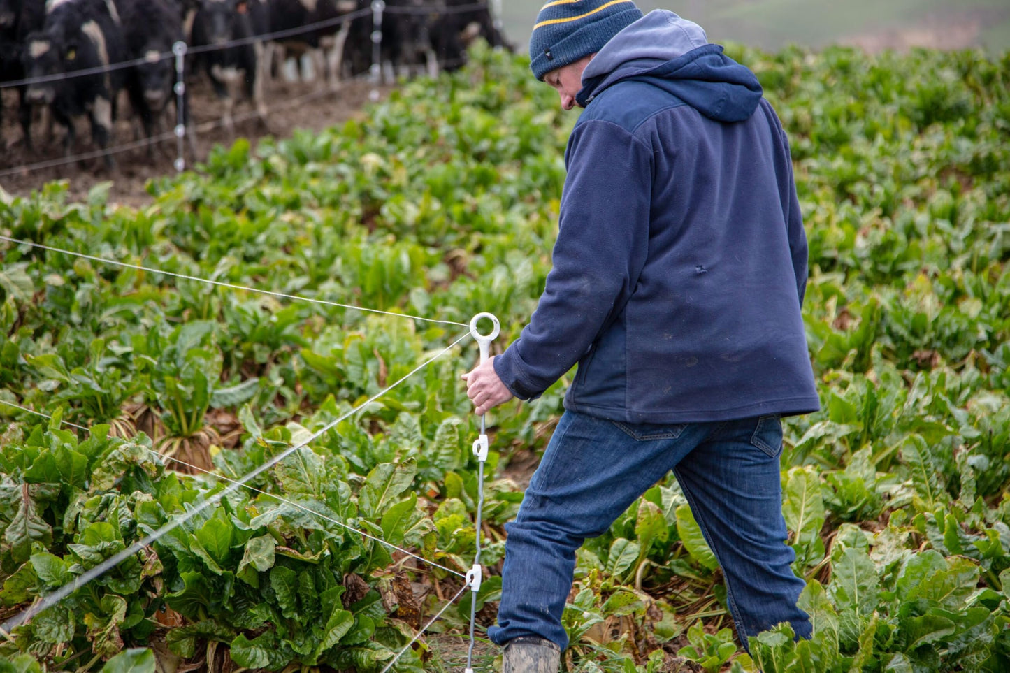 Gallagher Heavy Duty Multi-Wire Ring Top Electric Fence Posts | Set of 50 Durable Steel Step in Posts for Livestock Containment, Deer Fencing, Wildlife Control