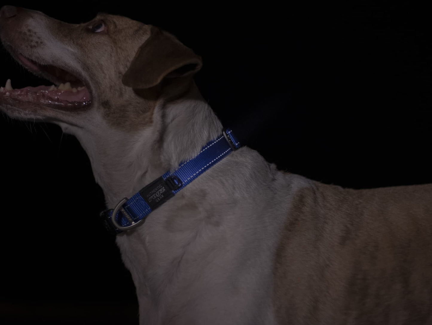 Rogz Utility Large 3/4-Inch Reflective Fanbelt Dog Collar