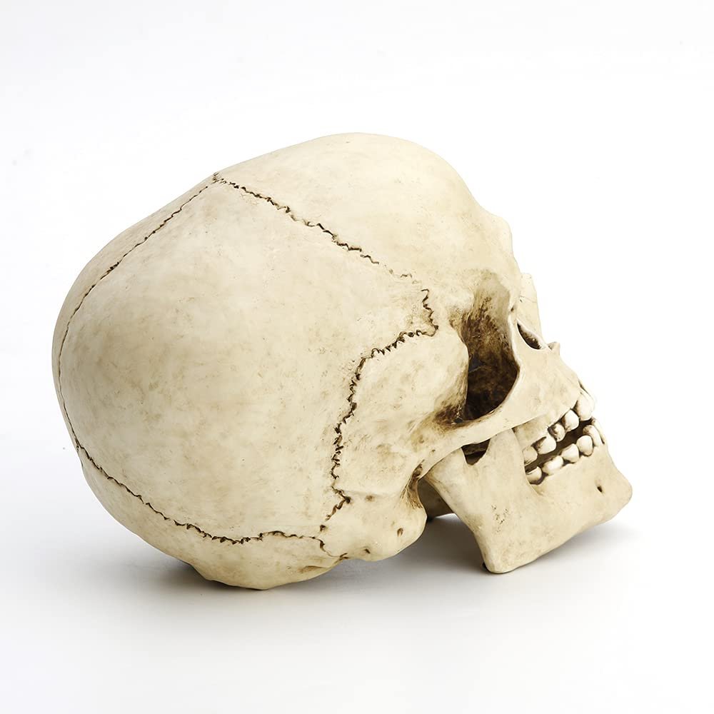 Veronese Design 6 1/4" Tall Human Skull with Motion Jaw Realistic Resin Sculpture