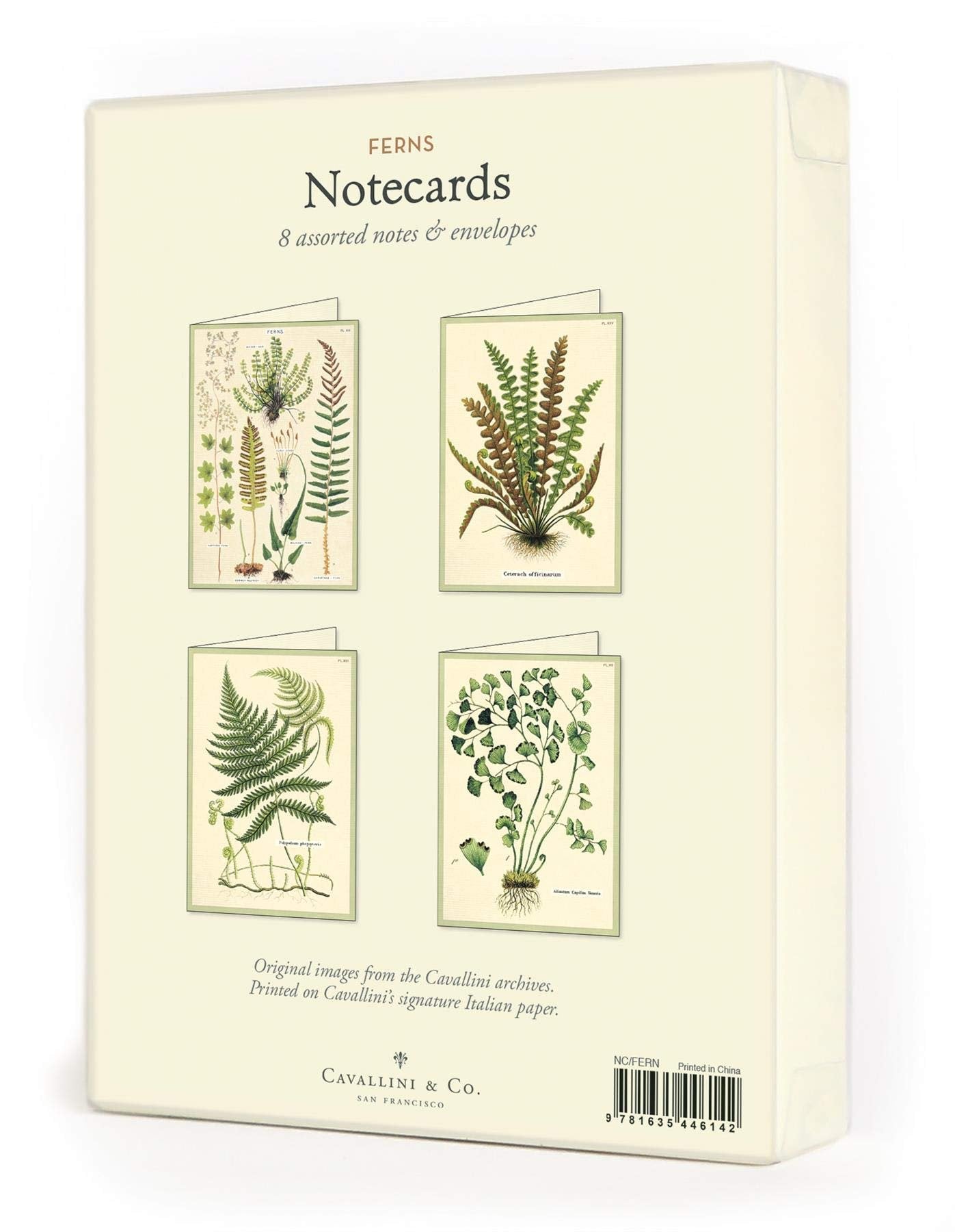 Ferns Boxed Note Cards