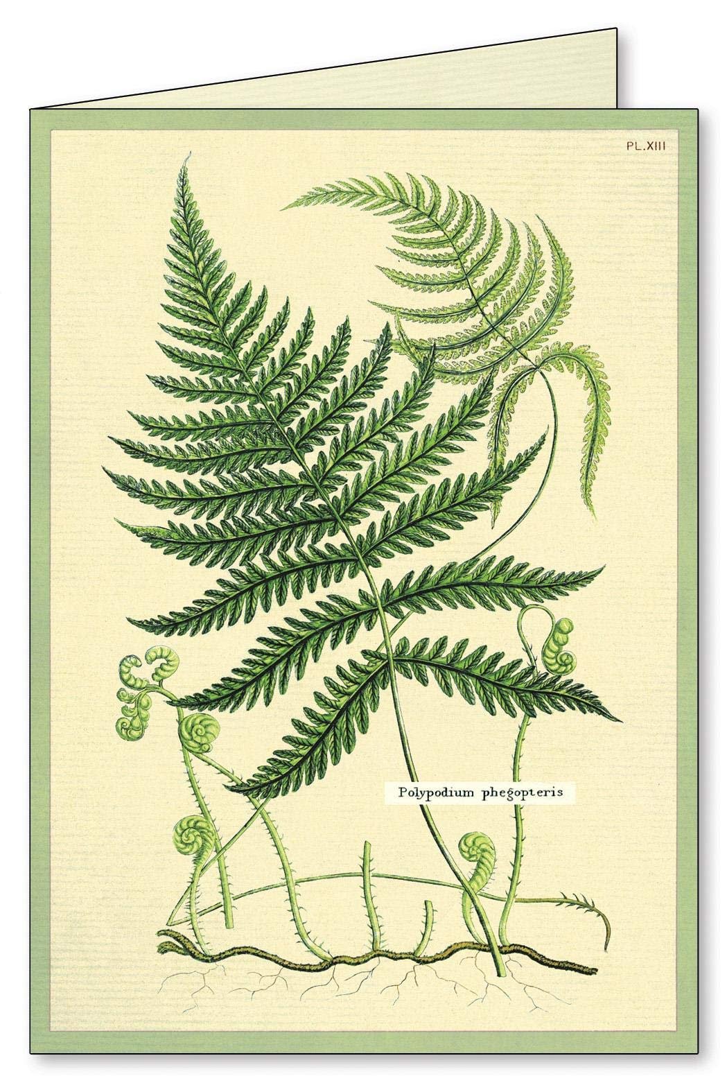 Ferns Boxed Note Cards