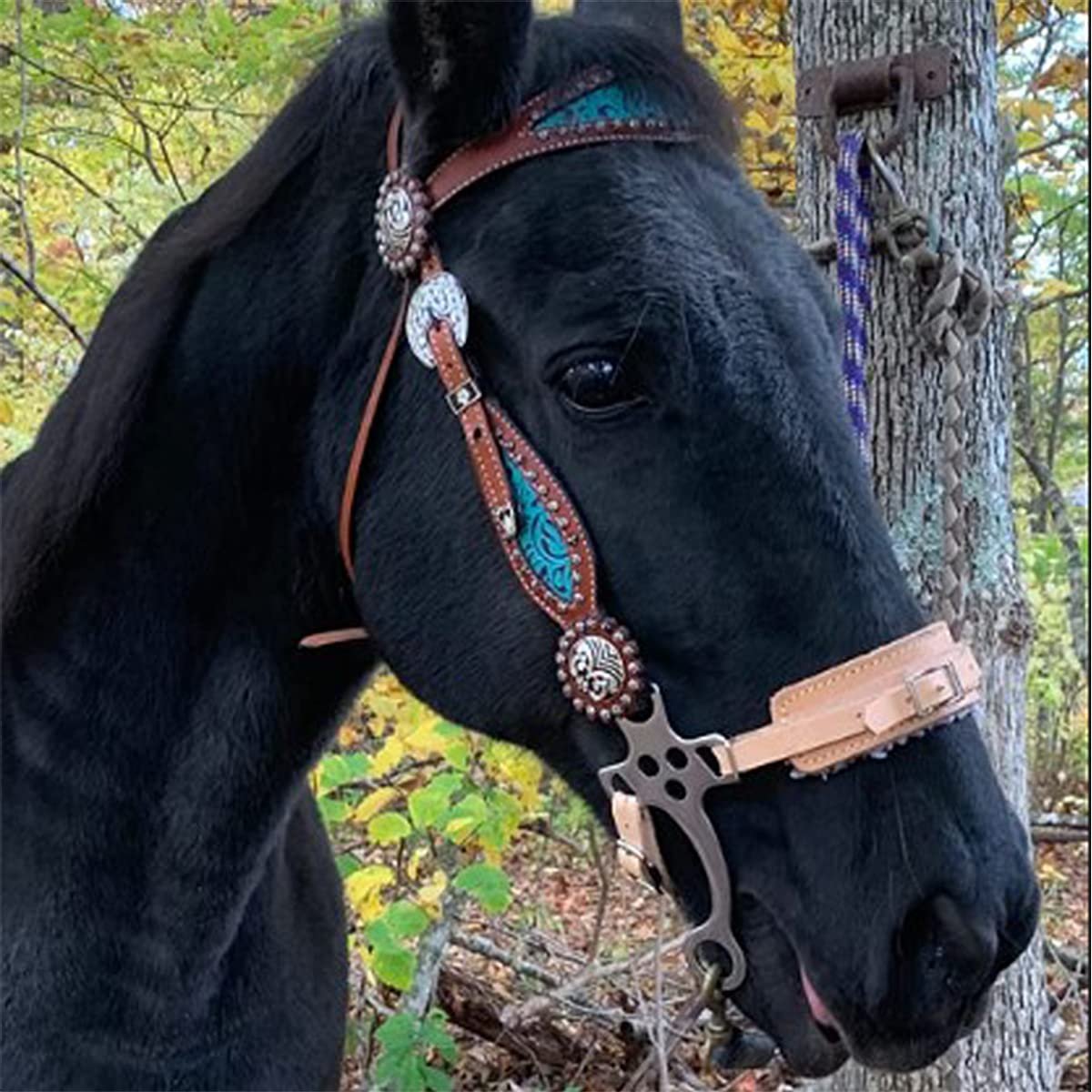 Aime Imports Western CP Fleece Lined Hackamore with Curb Strap