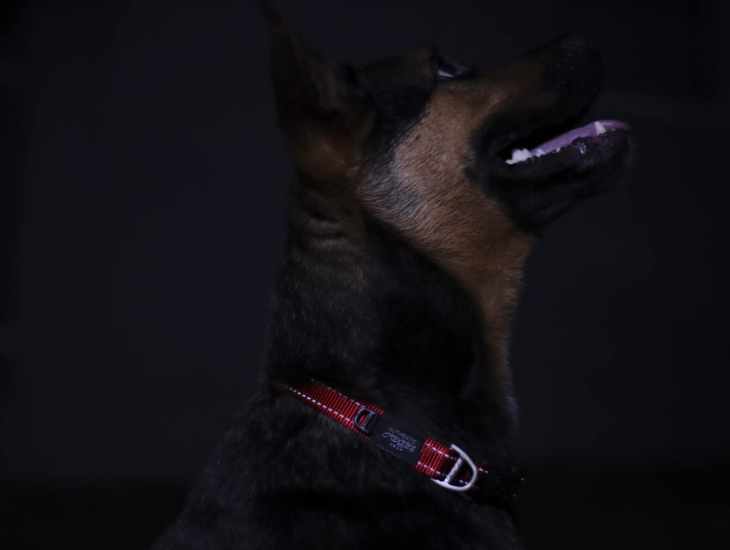 Rogz Utility Large 3/4-Inch Reflective Fanbelt Dog Collar