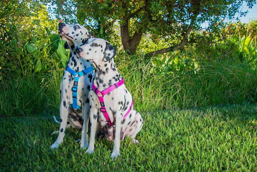 Rogz Utility Large 3/4-Inch Reflective Fanbelt Adjustable Dog H-Harness