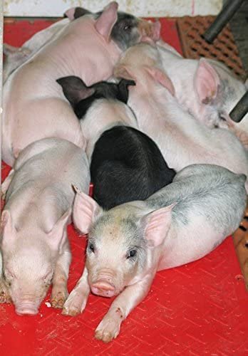 KANE Baby Pig Heat Mat