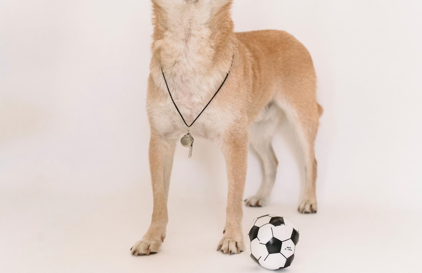 acme Thunder Nickel-Plated (Medium Size) Whistle Model 59.5