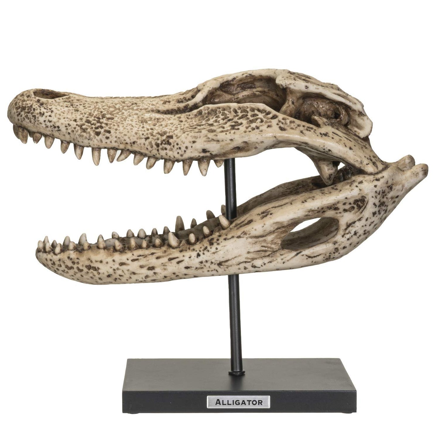 Pacific Giftware Replica Animals Alligator Skeleton Skull Fossli Resin Figurine