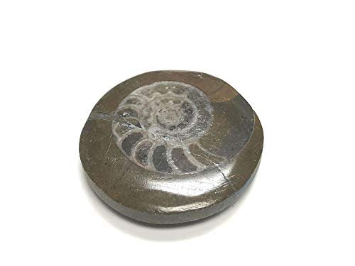 Zentron Crystal Collection Ammonite Button Fossil 1.5" with Velvet Bag