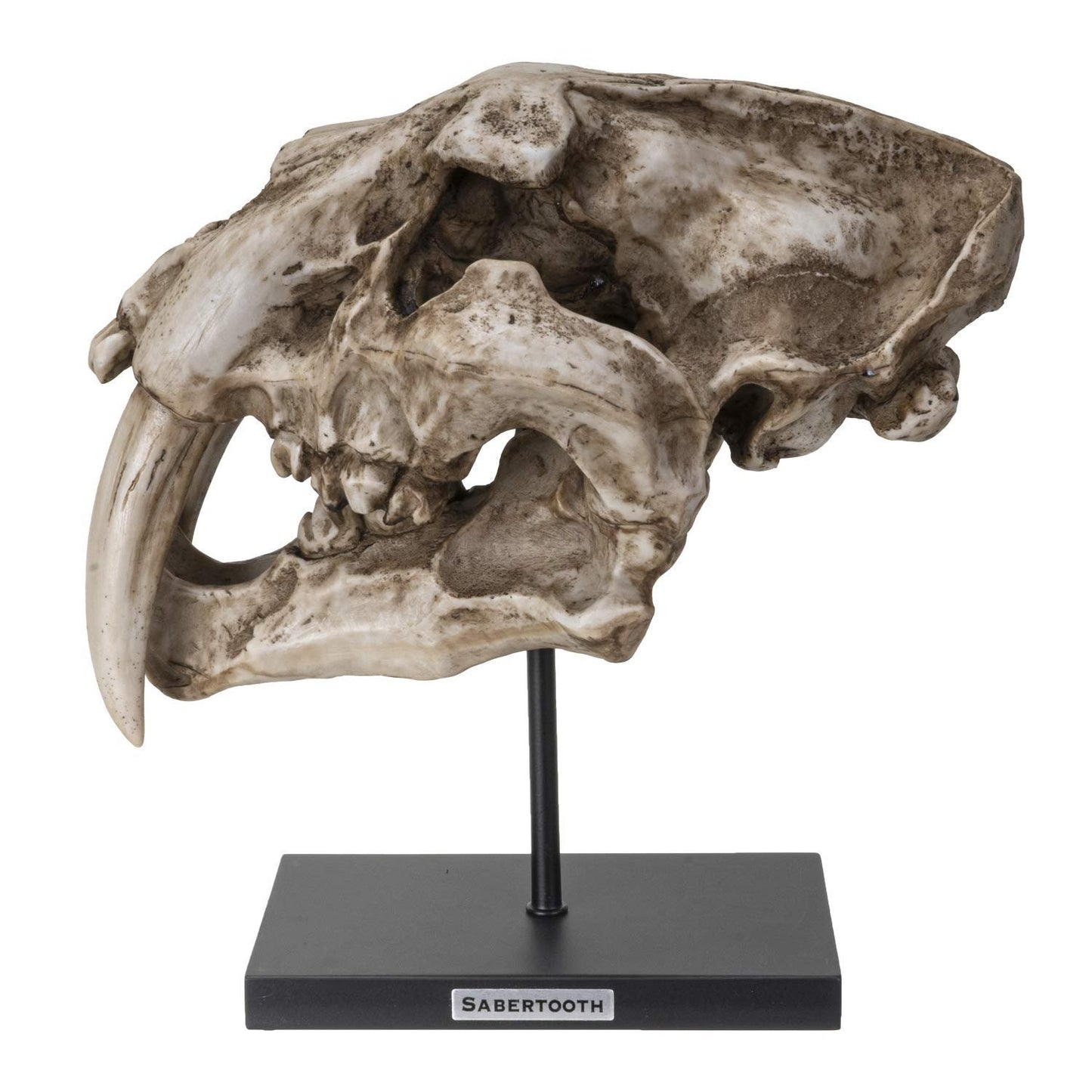 SUMMIT COLLECTION Polystone Resin Sabertooth Tiger Skull Replica Model On Stand with Name Plaque Home Decor Interior Design Sculpture 12.5 Inches Wide