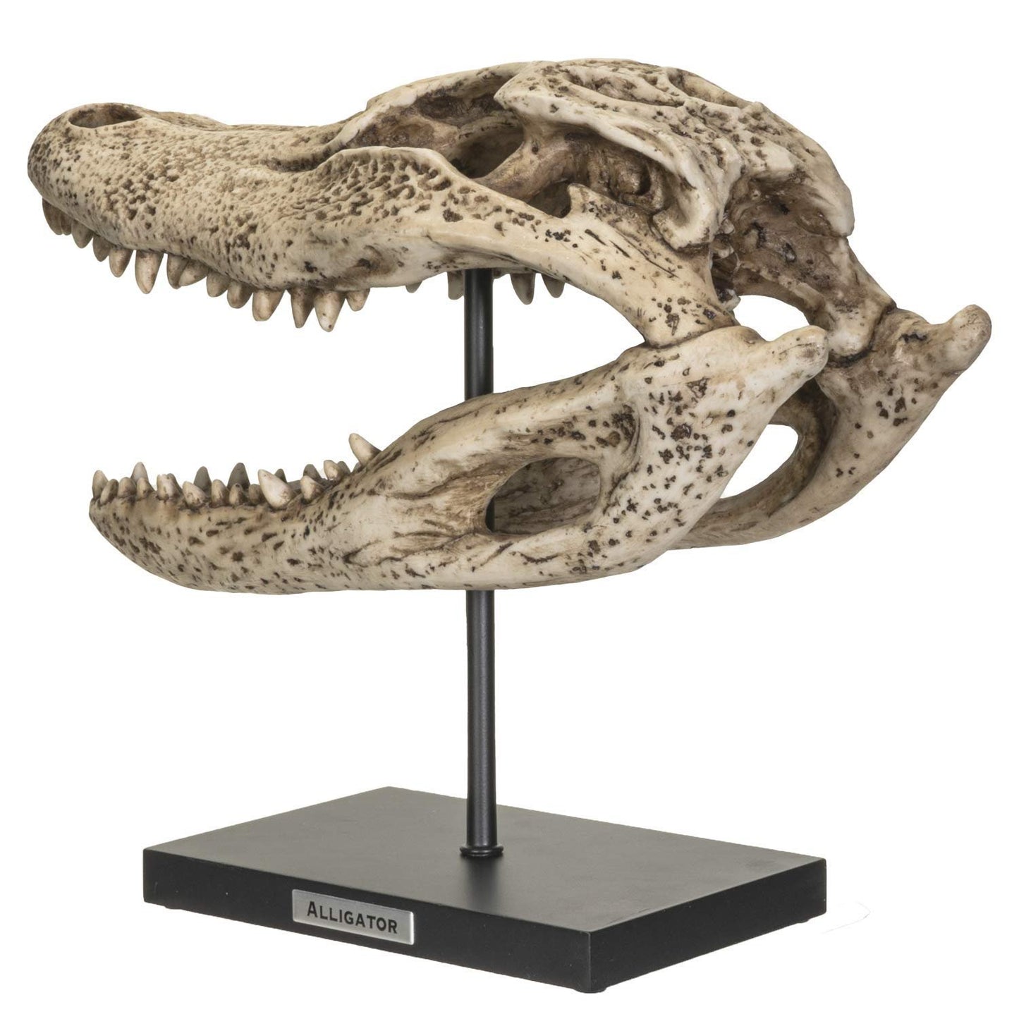 Pacific Giftware Replica Animals Alligator Skeleton Skull Fossli Resin Figurine