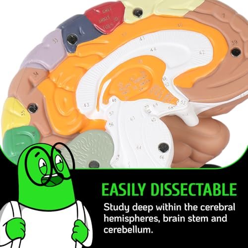 Geekidoc Human Brain Model with Laser-Engraved Numbers and Labeling | Includes Sturdy Metal Stand, Lightweight Carrying Case and Magnetic Dissections | 2x Life-size Human Brain Anatomy Model
