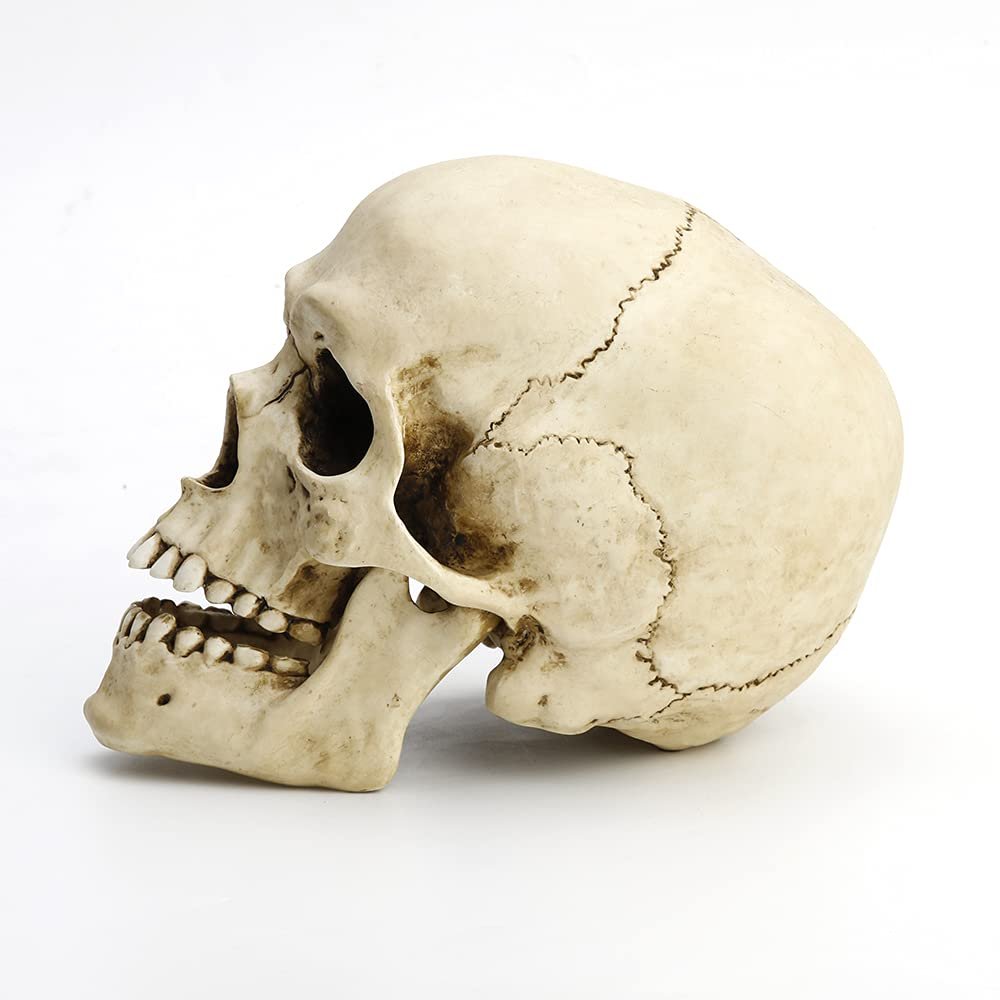 Veronese Design 6 1/4" Tall Human Skull with Motion Jaw Realistic Resin Sculpture