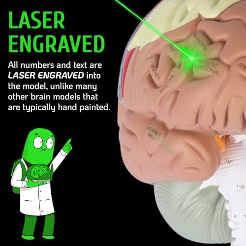 Geekidoc Human Brain Model with Laser-Engraved Numbers and Labeling | Includes Sturdy Metal Stand, Lightweight Carrying Case and Magnetic Dissections | 2x Life-size Human Brain Anatomy Model