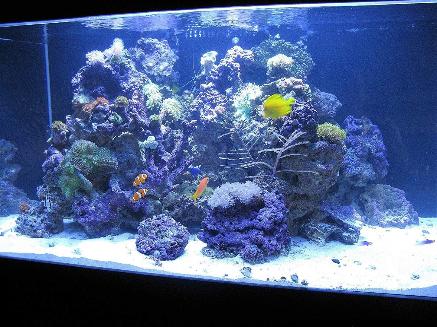 Kolar Labs GFO Bayoxide E33 Phosphate Remover – for Freshwater and Saltwater Aquariums, Reef Tanks, Promotes Coral Health