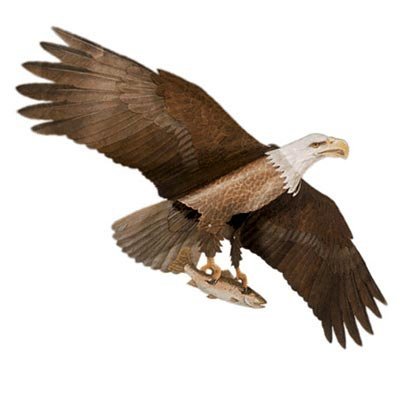 Bald Eagle Kite & Green Fiberglass Telescoping Pole Kit