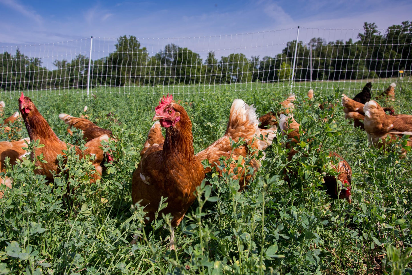 Gallagher 48" x 82' Electric Poultry Netting | Highly Conductive Braided Electric Chicken Fencing with Double-Spiked Fiberglass Posts | Electric Fencing for Backyards, Pastures, Farms and Homesteads