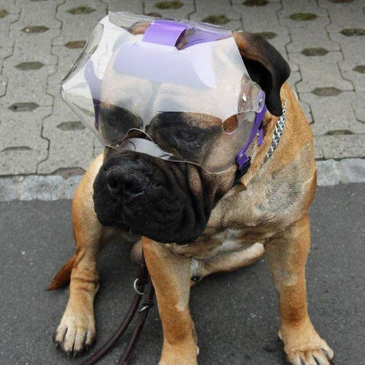 Optivizor Short Snout Dog Eyes & Face Protector, X-Large 100+ Lbs, Head Measurement 9.5+ inches