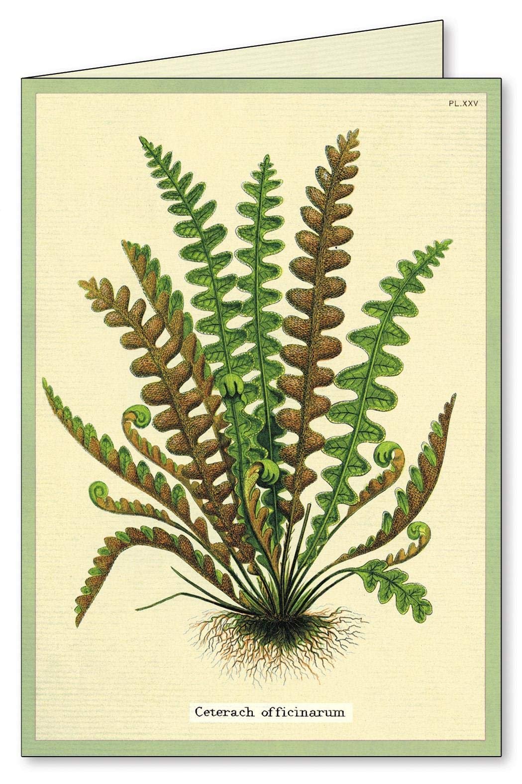 Ferns Boxed Note Cards