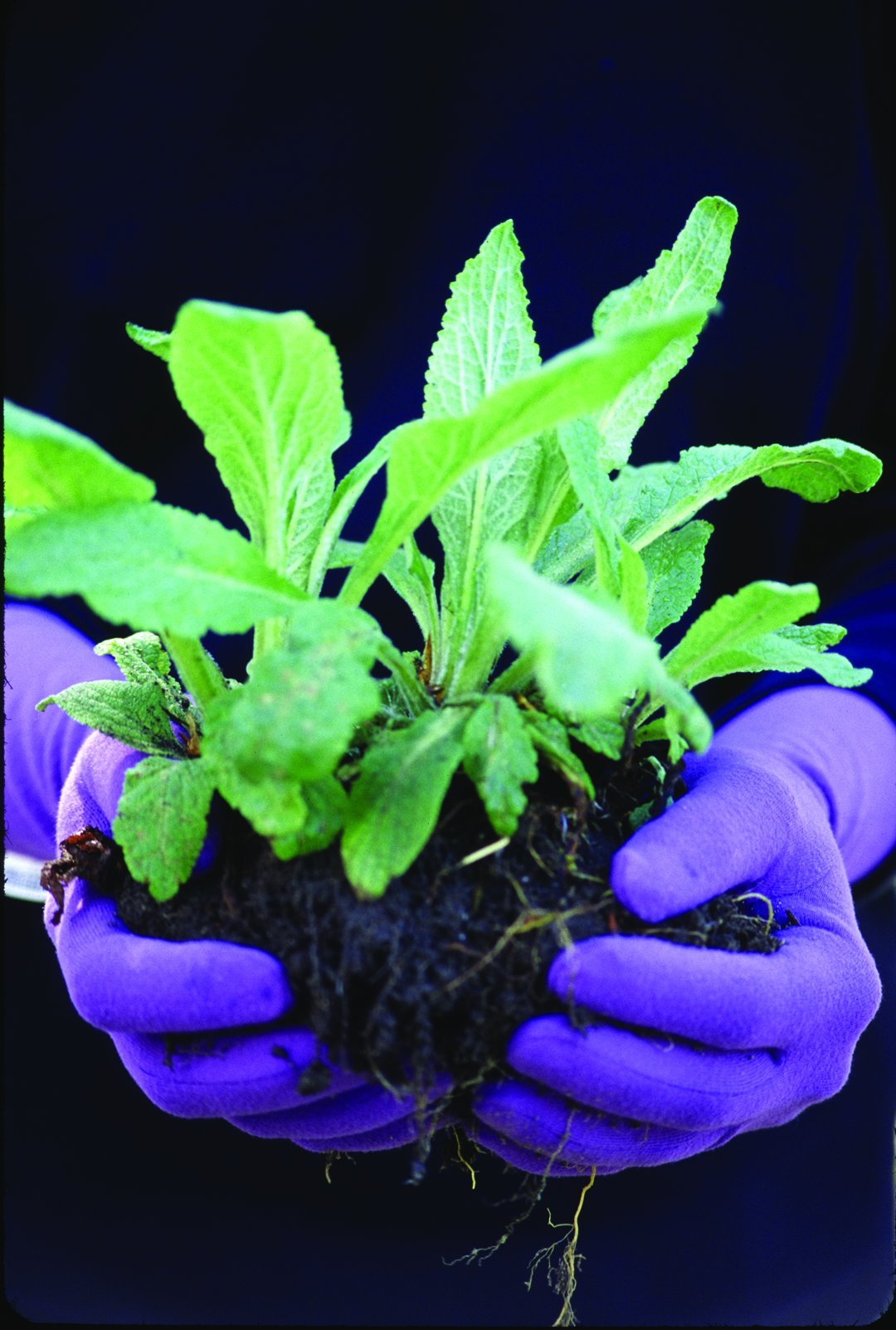 Foxgloves Original Gardening Gloves