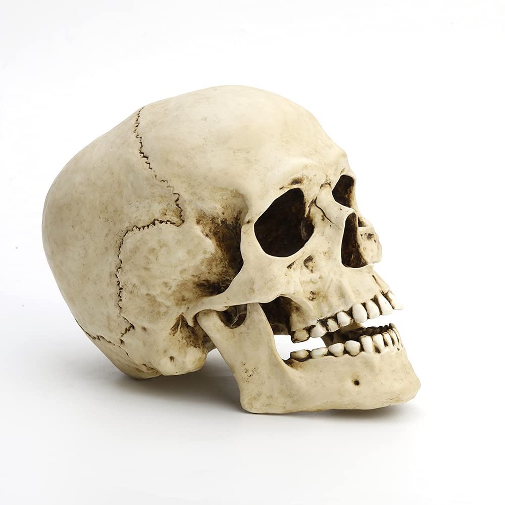 Veronese Design 6 1/4" Tall Human Skull with Motion Jaw Realistic Resin Sculpture