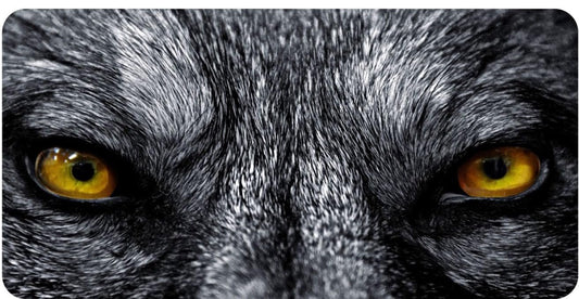 Wolf Orange Eyes Photo License Plate