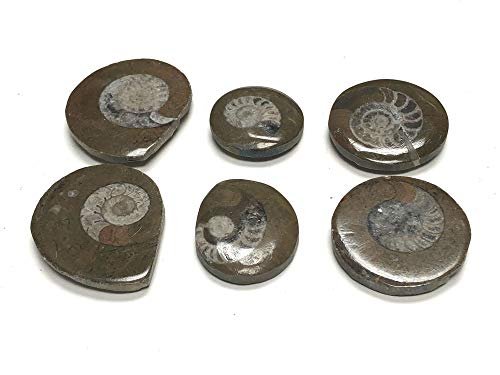 Zentron Crystal Collection Ammonite Button Fossil 1.5" with Velvet Bag