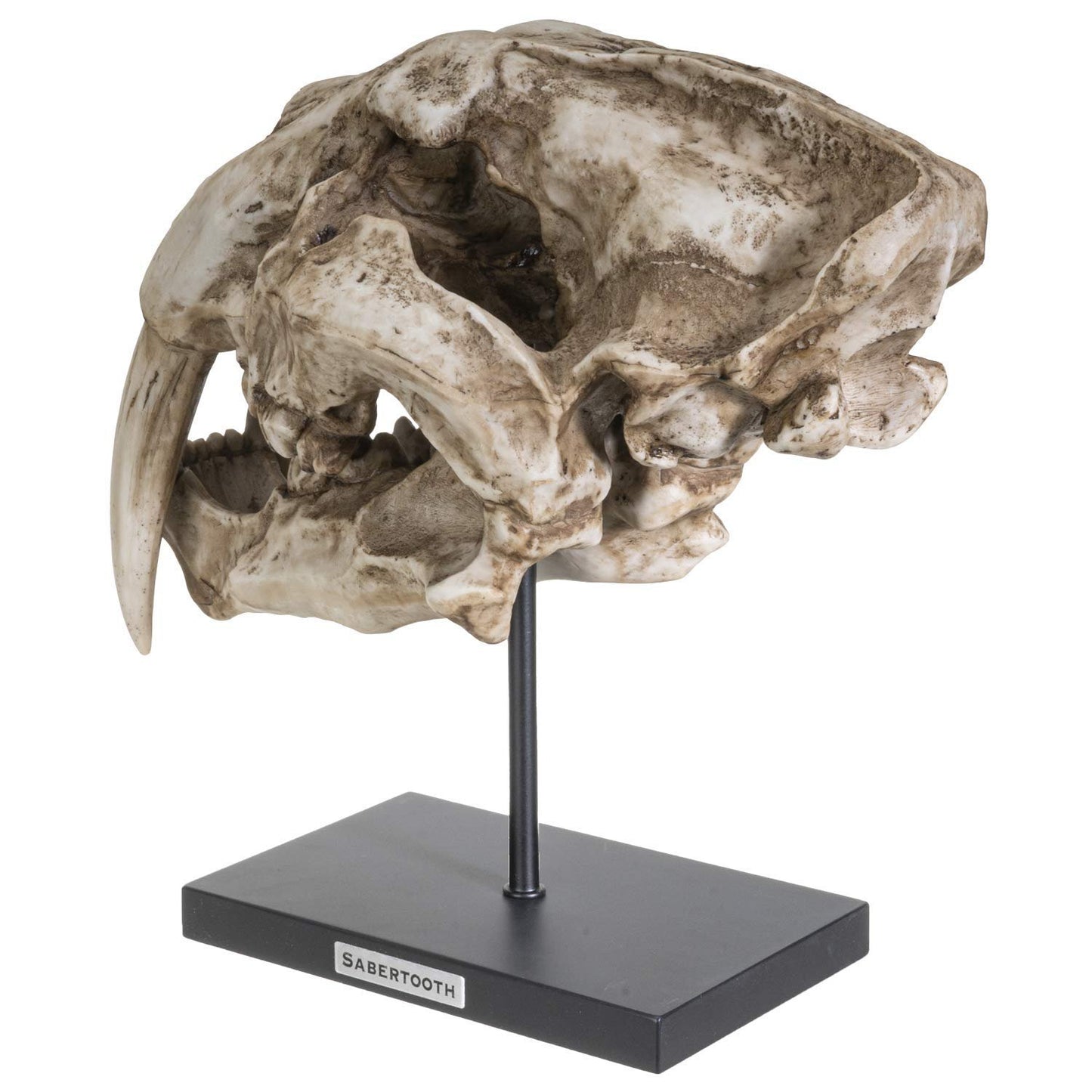 SUMMIT COLLECTION Polystone Resin Sabertooth Tiger Skull Replica Model On Stand with Name Plaque Home Decor Interior Design Sculpture 12.5 Inches Wide