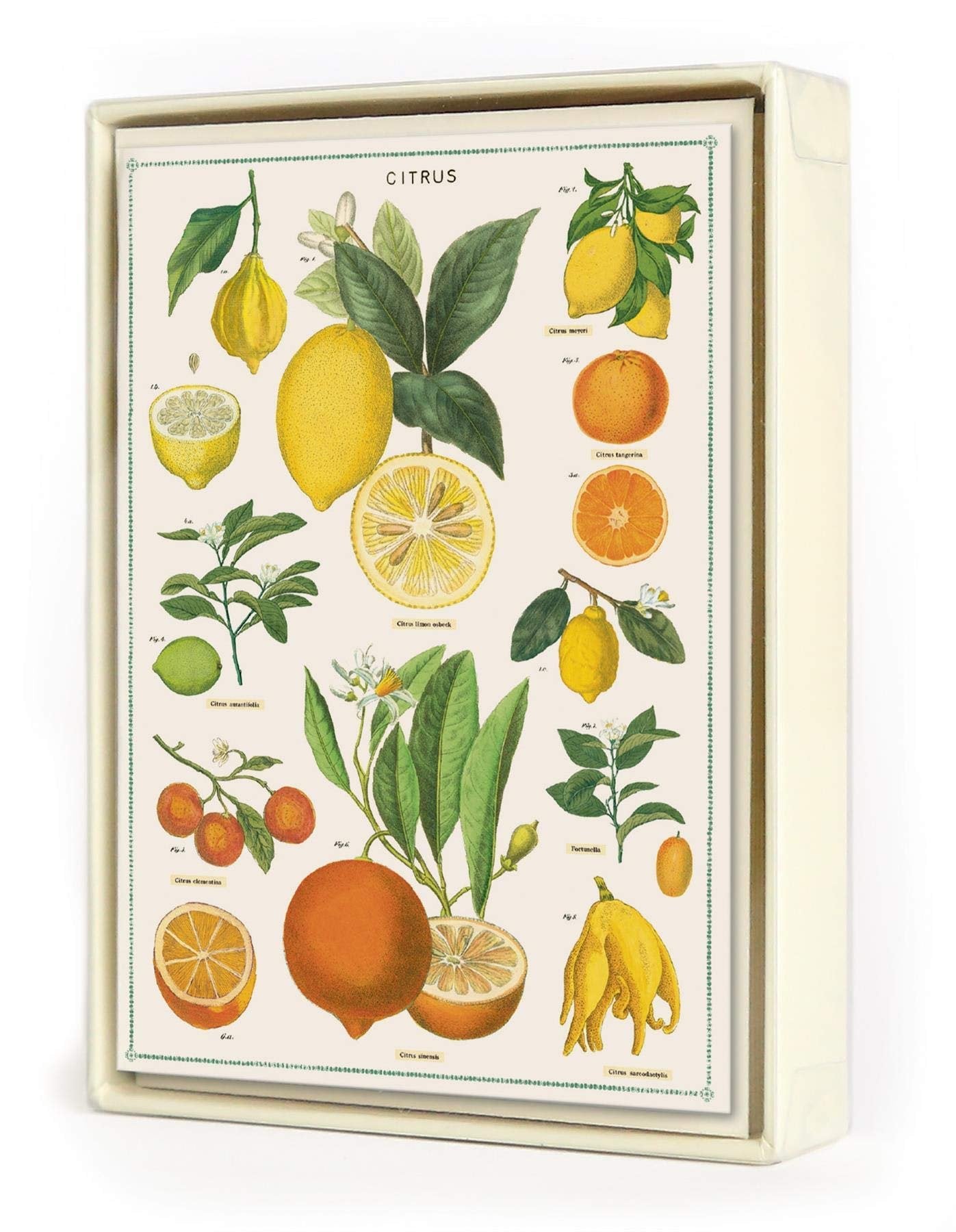 Jardin Boxed Note Cards